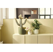 Drie kamerplanten, waaronder een cactus en bladplanten, in gefacetteerde keramische potten op een licht dressoir in een lichte kamer.