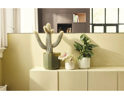 Drie kamerplanten, waaronder een cactus en bladplanten, in gefacetteerde keramische potten op een licht dressoir in een lichte kamer.
