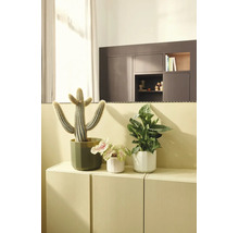 Drie kamerplanten, waaronder een cactus en bladplanten, in potten op een kast in een lichte, moderne kamer.