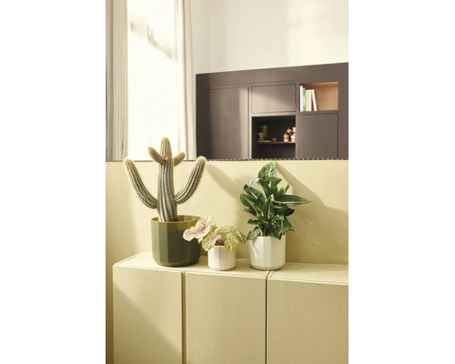 Drie kamerplanten, waaronder een cactus en bladplanten, in potten op een kast in een lichte, moderne kamer.