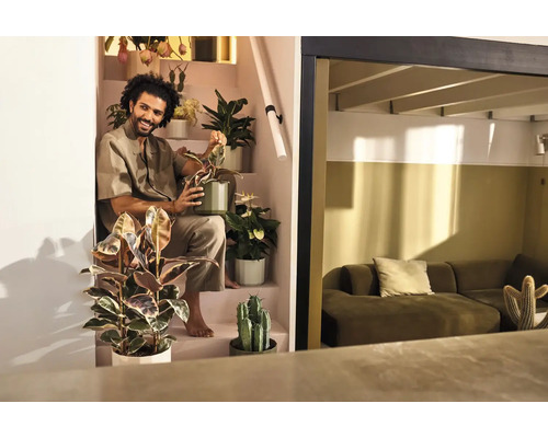 Een man zit op een trap omringd door diverse kamerplanten zoals een Ficus en cactussen in een moderne, lichte woonruimte.