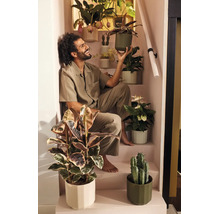 Man zit glimlachend op een trap omringd door verschillende kamerplanten zoals een rubberplant, cactus en anthurium in potten.