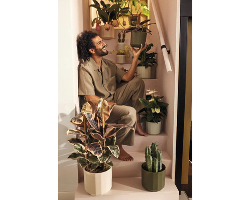 Man zit glimlachend op een trap omringd door verschillende kamerplanten zoals een rubberplant, cactus en anthurium in potten.