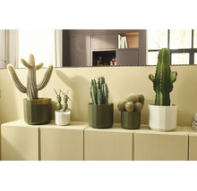 Diverse cactussen in moderne groene en witte potten op een licht dressoir in een lichte, georganiseerde woonkamer.