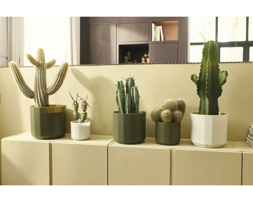 Diverse cactussen in moderne groene en witte potten op een licht dressoir in een lichte, georganiseerde woonkamer.