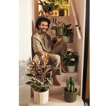 Een glimlachende man zit op een trap, omringd door verschillende kamerplanten in moderne bloempotten, zoals een Ficus en een cactus.