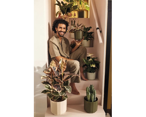 Een glimlachende man zit op een trap, omringd door verschillende kamerplanten in moderne bloempotten, zoals een Ficus en een cactus.