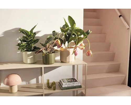 Kamerplanten in gefacetteerde bloempotten op een licht metalen rek naast een trap in een modern interieur.