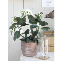 Stephanotis floribunda krans in een decoratieve keramische pot met witte bloemen.