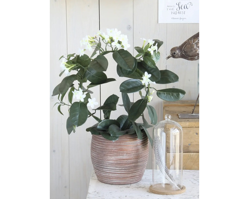 Stephanotis floribunda krans in een decoratieve keramische pot met witte bloemen.