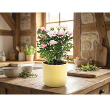 Bloeiende kamerroos in een gele pot op een houten aanrecht in een lichte, rustieke keuken.