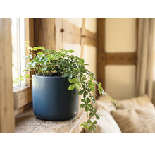 Kamerwingerd Cissus rhombifolia in een blauwe keramische pot op een houten vensterbank.