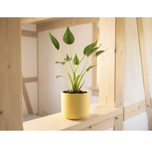 Groene kamerplant in gele bloempot op een lichte houten balk in een lichte kamer met een houtconstructie.