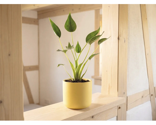 Groene kamerplant in gele bloempot op een lichte houten balk in een lichte kamer met een houtconstructie.
