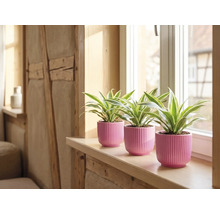 Drie groene planten in roze geribbelde keramische potten op een lichte houten vensterbank voor een raam.