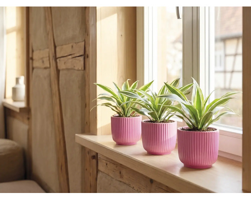 Drie groene planten in roze geribbelde keramische potten op een lichte houten vensterbank voor een raam.