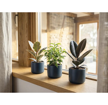 Drie verschillende kamerplanten, waaronder twee rubberplanten en een treurvijg, in donkergrijze bloempotten op een houten vensterbank.