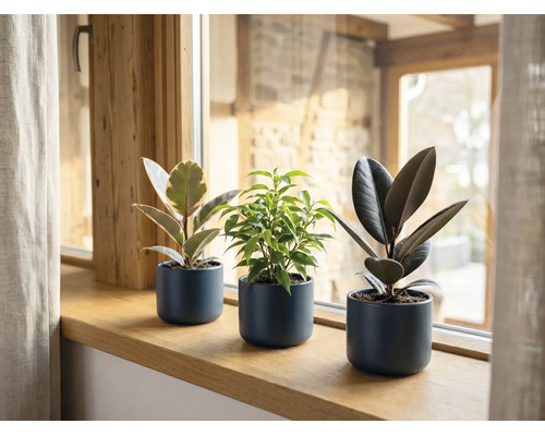 Drie verschillende kamerplanten, waaronder twee rubberplanten en een treurvijg, in donkergrijze bloempotten op een houten vensterbank.