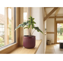 Alocasia Jacklyn kamerplant in een geribbelde overpot op een houten vensterbank.