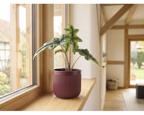 Alocasia Jacklyn kamerplant in een geribbelde overpot op een houten vensterbank.