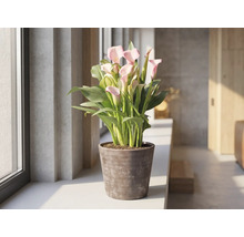 Roze Zantedeschia kamerplant in een bruine pot op een vensterbank in een lichte, moderne kamer.