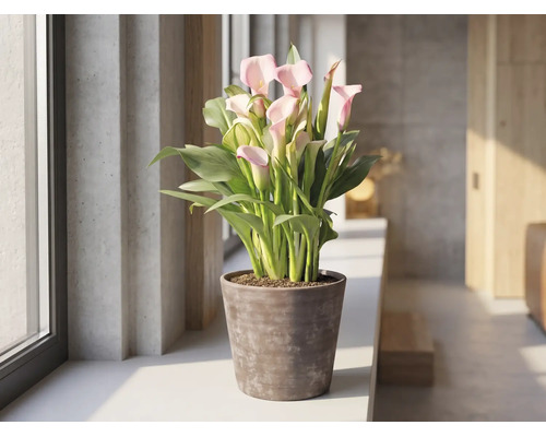 Roze Zantedeschia kamerplant in een bruine pot op een vensterbank in een lichte, moderne kamer.