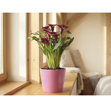 Calla Zantedeschia met donkerrode bloemen in een roze pot op een houten vensterbank in een lichte kamer.