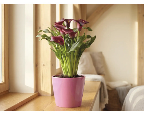 Calla Zantedeschia met donkerrode bloemen in een roze pot op een houten vensterbank in een lichte kamer.