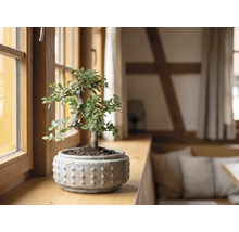 Bonsaiboom in een keramische pot met textuur op een houten vensterbank in een lichte kamer.