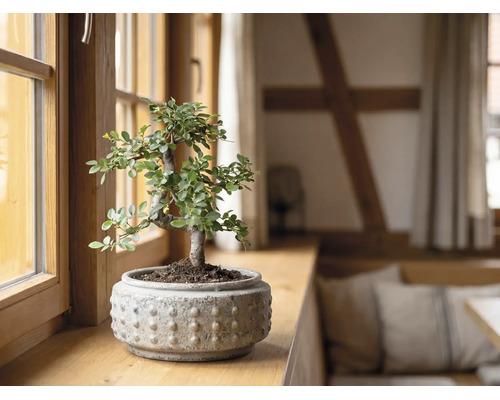 Bonsaiboom in een keramische pot met textuur op een houten vensterbank in een lichte kamer.