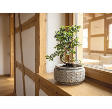 Bonsai kamerplant in een gestructureerde keramische pot op een houten vensterbank in een lichte, georganiseerde kamer met vakwerk.