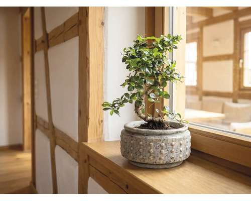Bonsai kamerplant in een gestructureerde keramische pot op een houten vensterbank in een lichte, georganiseerde kamer met vakwerk.