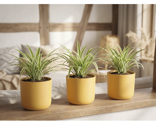 Drie graslelies in gele bloempotten op een houten plank in een lichte kamer.