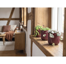 Drie kamerplanten in gegroefde keramische potten op een houten vensterbank in een lichte, rustieke woonkamer met houten balken.