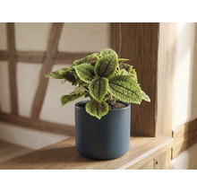 Pilea involucrata Moon Valley in een donkerblauwe keramische pot op een houten plank.