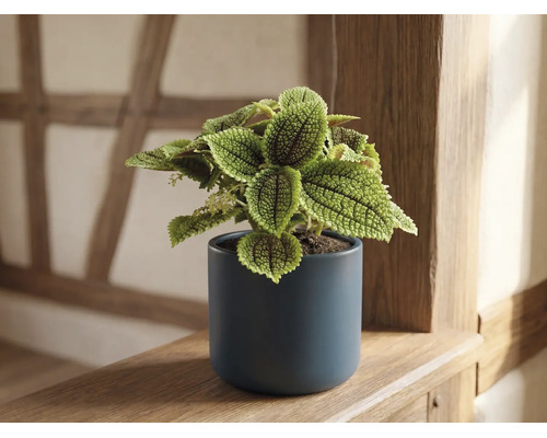 Pilea involucrata Moon Valley in een donkerblauwe keramische pot op een houten plank.