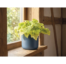 Lichtgroene kamerplant in een ronde blauwe pot op een houten vensterbank in een lichte, rustieke kamer.