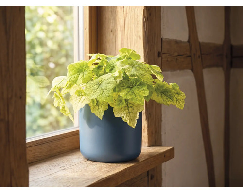 Lichtgroene kamerplant in een ronde blauwe pot op een houten vensterbank in een lichte, rustieke kamer.