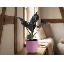 Alocasia kamerplant in een roze geribbelde bloempot op een houten plank in een lichte kamer met vakwerkbalken en kussens.