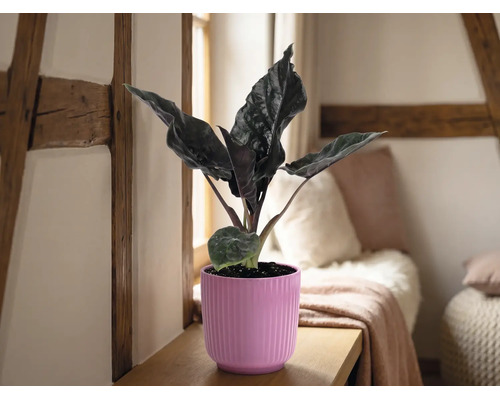 Alocasia kamerplant in een roze geribbelde bloempot op een houten plank in een lichte kamer met vakwerkbalken en kussens.