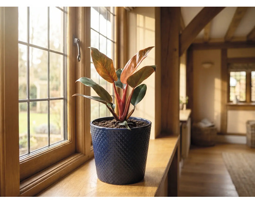 Philodendron in een blauwe keramieken bloempot op een houten vensterbank in een lichte kamer.