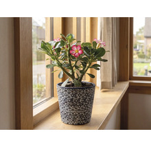 Bloeiende woestijnroos Adenium in een decoratieve bloempot op een houten vensterbank.