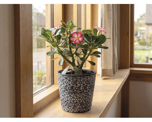 Bloeiende woestijnroos Adenium in een decoratieve bloempot op een houten vensterbank.