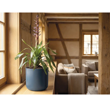 Bloeiende bromelia in een donkerblauwe ronde overpot op een houten vensterbank in een lichte, rustieke woonkamer.
