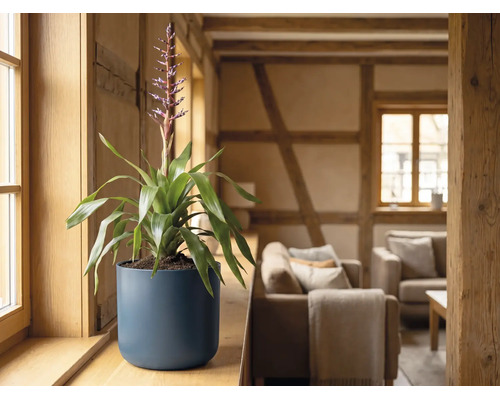 Bloeiende bromelia in een donkerblauwe ronde overpot op een houten vensterbank in een lichte, rustieke woonkamer.