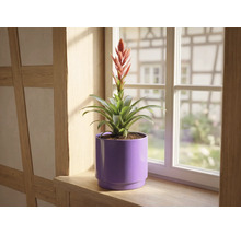 Bromelia met rode bloem in paarse bloempot op een houten vensterbank voor een raam.