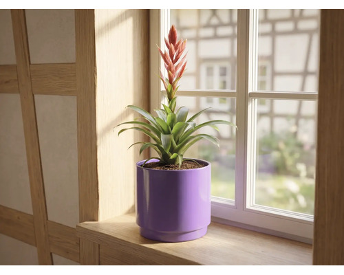 Bromelia met rode bloem in paarse bloempot op een houten vensterbank voor een raam.