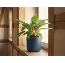 Groene kamerplant met oranje stelen in een donkerblauwe matte pot op een houten vensterbank.