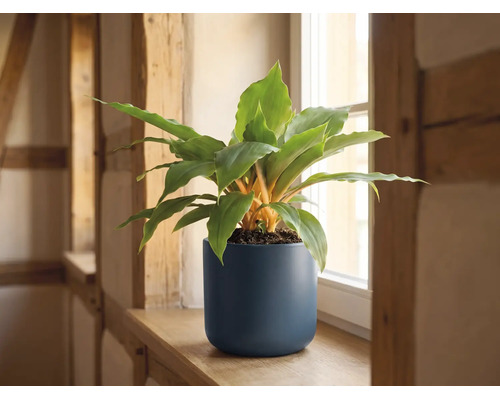 Groene kamerplant met oranje stelen in een donkerblauwe matte pot op een houten vensterbank.