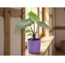 Alocasia kamerplant met grote groene bladeren in een paarse keramieken bloempot op een houten vensterbank in een lichte kamer.